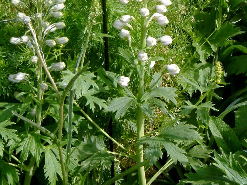 delphinum-magic-fountain_large