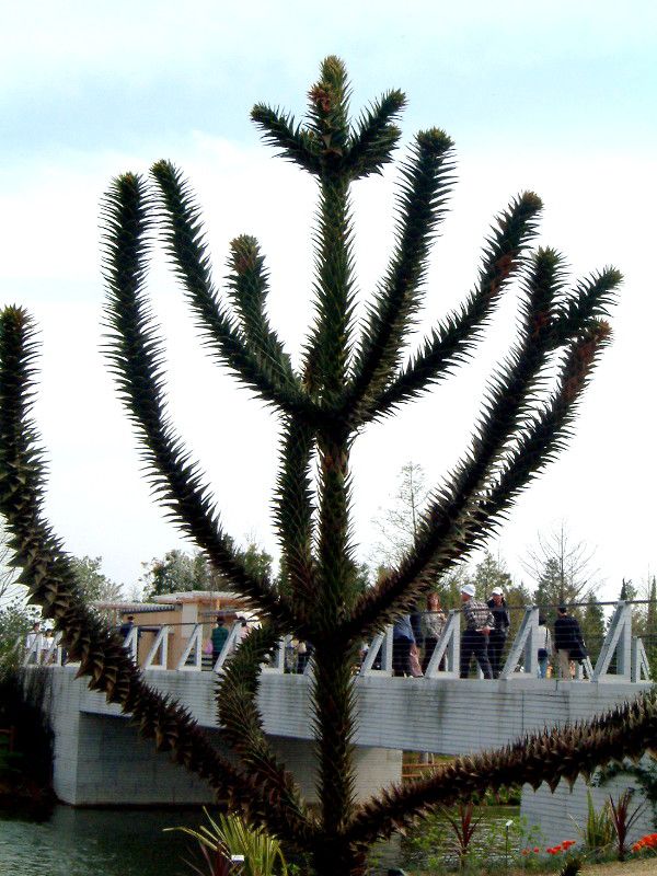 Araucaria-araucana