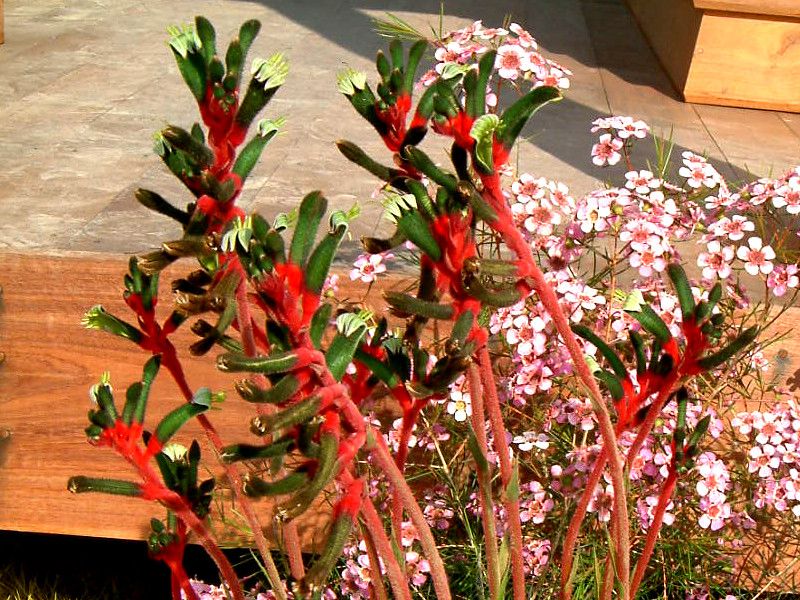 red-kangaroo-paw_large