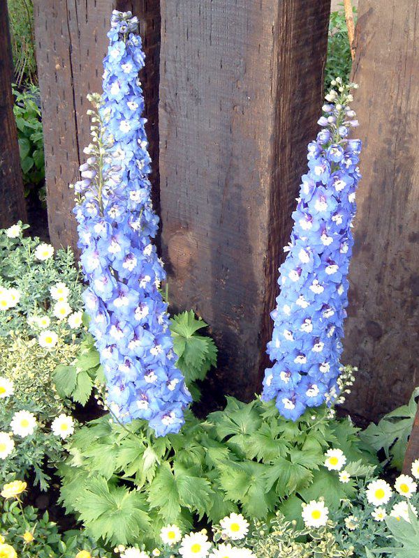 �f���t�B�j�E��(Delphinium)