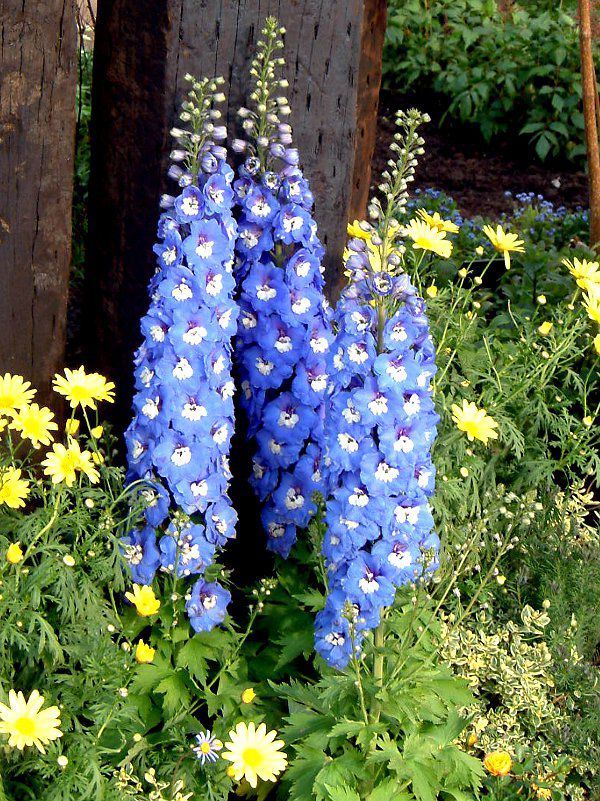 �f���t�B�j�E��(Delphinium)