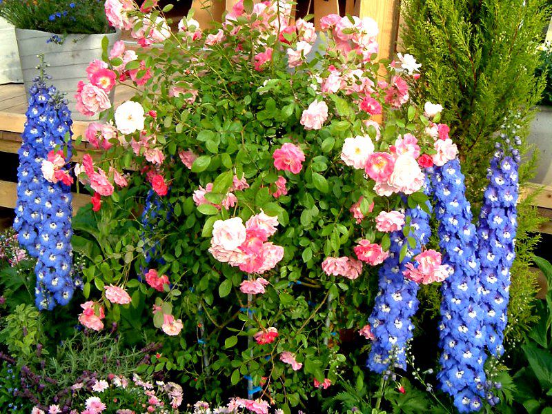 �f���t�B�j�E��(Delphinium)