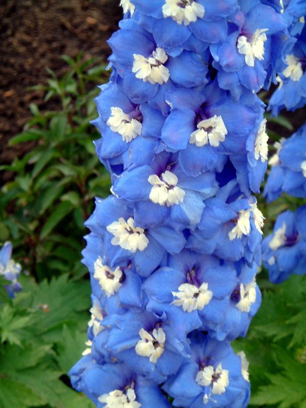 �f���t�B�j�E��(Delphinium)