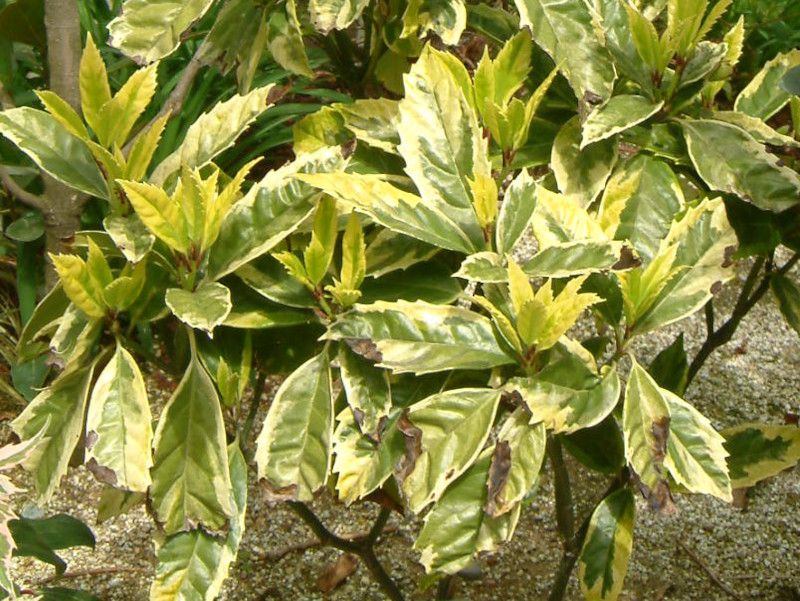 �A�I�L'�T���t���A�}���M�i�[�^'(��Sulphrea Marginata)