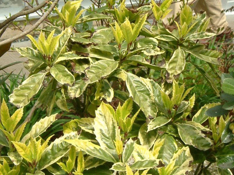 �A�I�L'�T���t���A�}���M�i�[�^'�i��Sulphrea Marginata�j