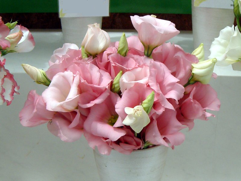 ���[�X�g�}�iEustoma�j