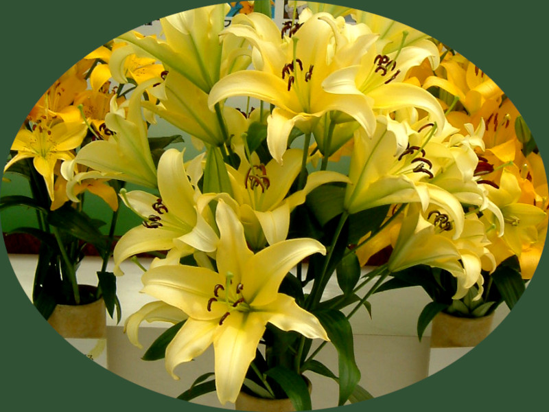 ����(�S��) '�x�E�B��-yellow-summwer
