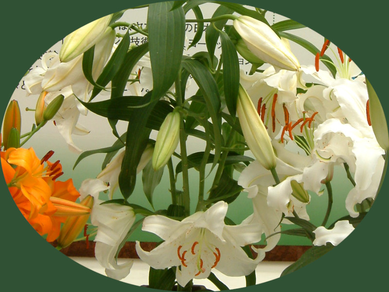 �J�T�u�����J