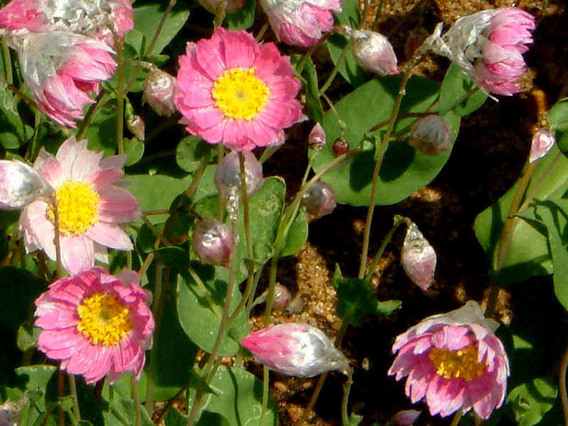 ���[�_���Z(Rhodanthe)