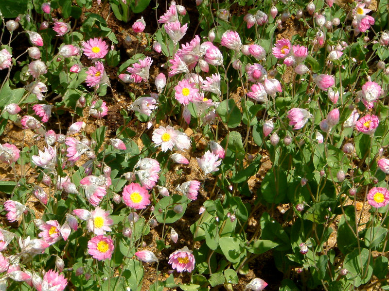 ���[�_���Z(Rhodanthe)