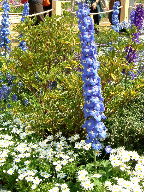 Delphinium
