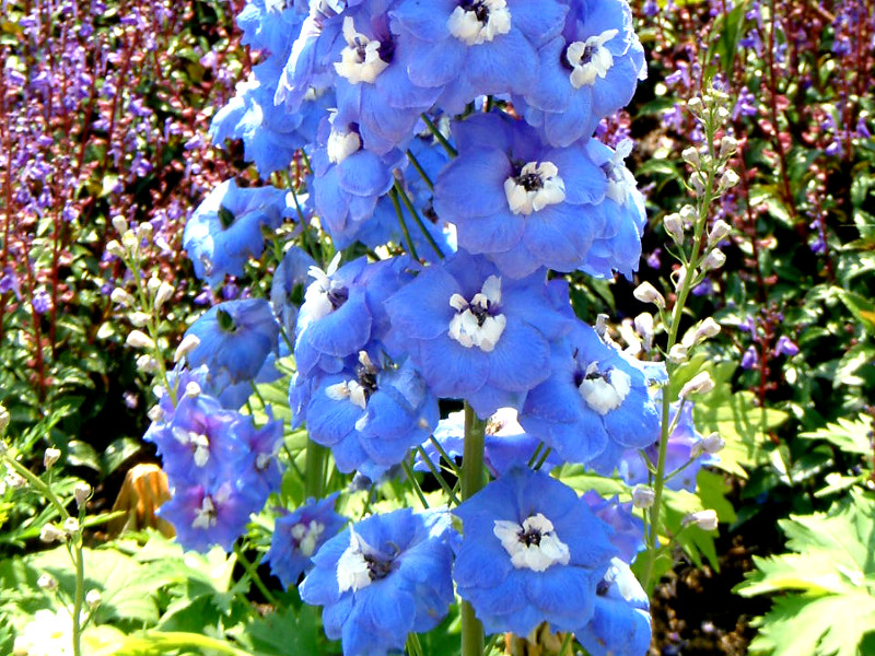 Delphinium