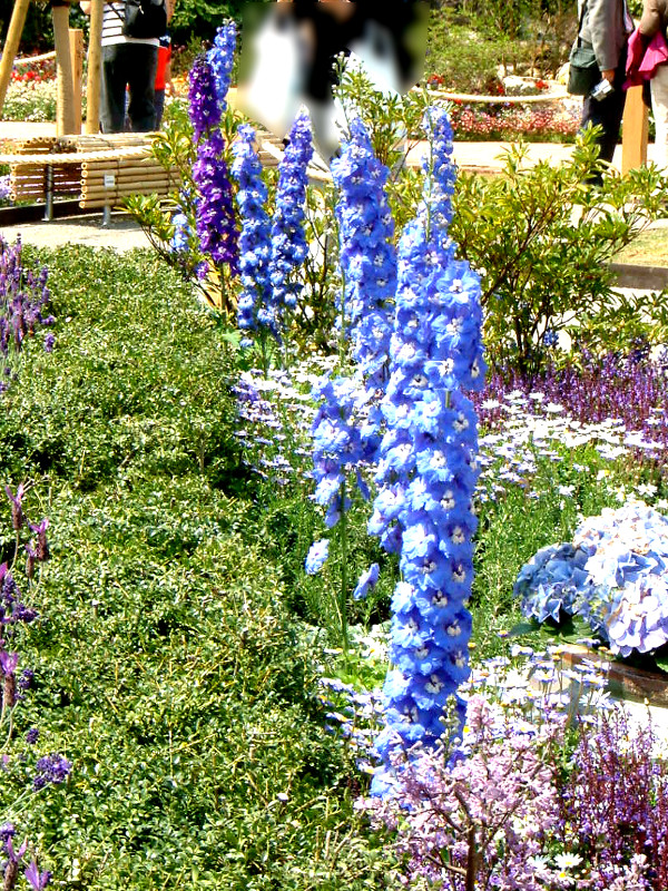 Delphinium