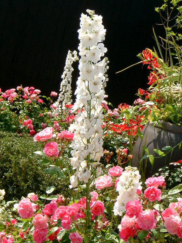 Delphinium