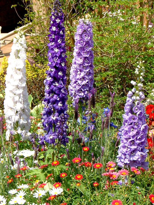 Delphinium