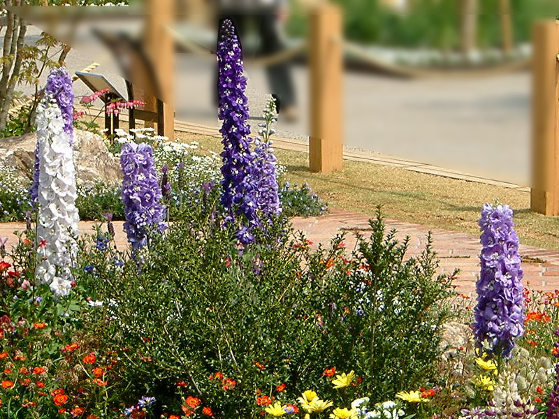 Delphinium