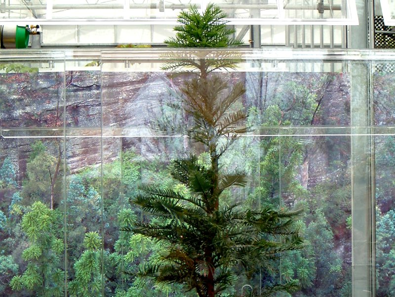 �W�����V�b�N�E�c���[(Jurassic Tree)