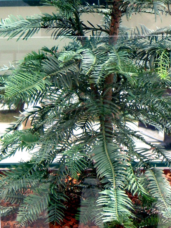 �W�����V�b�N�E�c���[(Jurassic Tree)