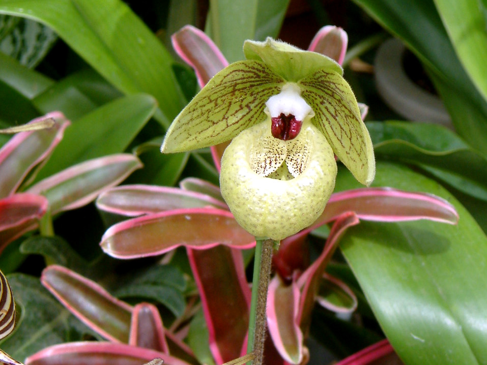 �p�t�B�I�y�f�B����(Paphiopedilum) 