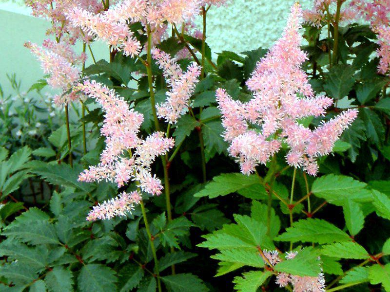 �A�X�`���x(Astilbe)