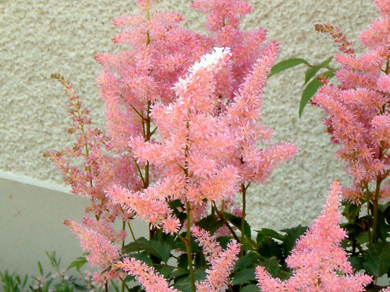 �A�X�`���x(Astilbe)