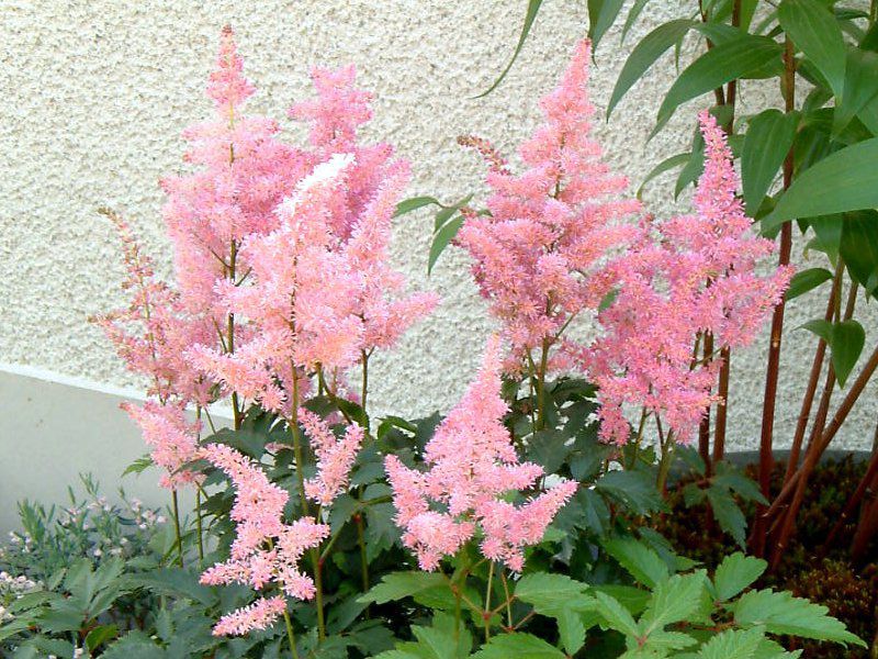 �A�X�`���x(Astilbe)