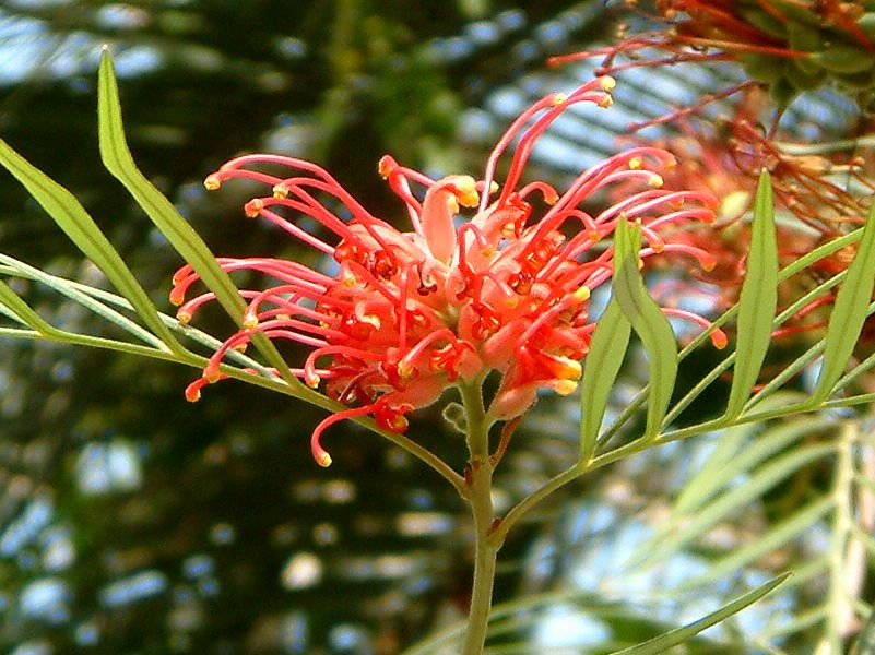 �O�����B���A�iGrevillea)