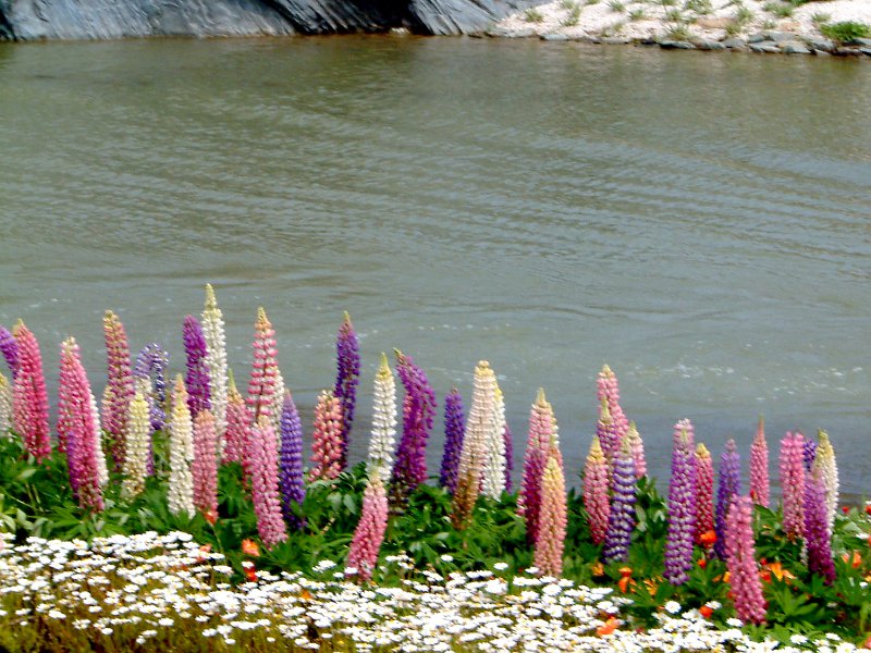 ���s�i�X(Lupinus)