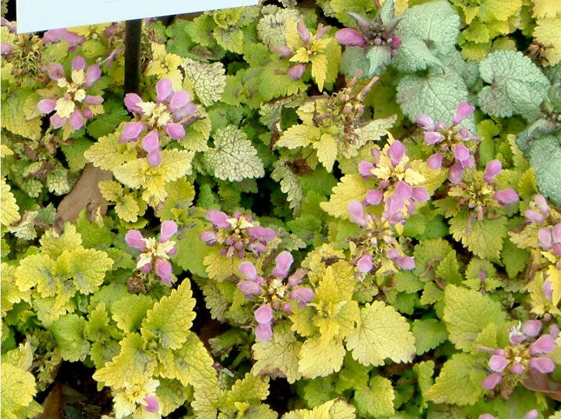 ���~�E���}�N���c���E�L���m���Y�S�[���h�iLamium maculatum Cannon's Gold�j
