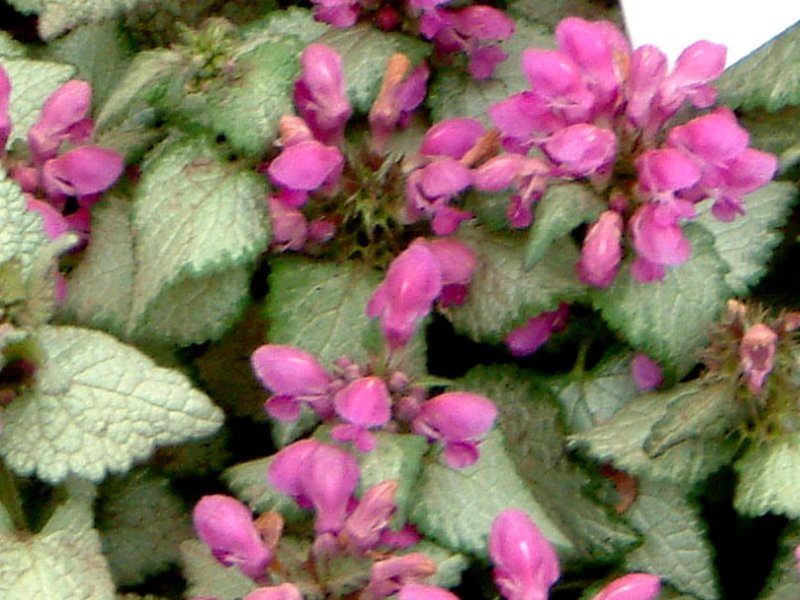 ���~�E���}�N���c���E�r�[�R���V�����@�[�iLamium maculatum Beacon Silver�j