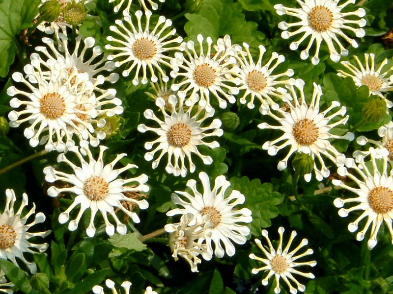osteospermum-nasinga