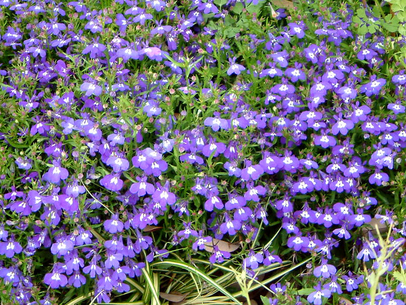lobelia-erinus