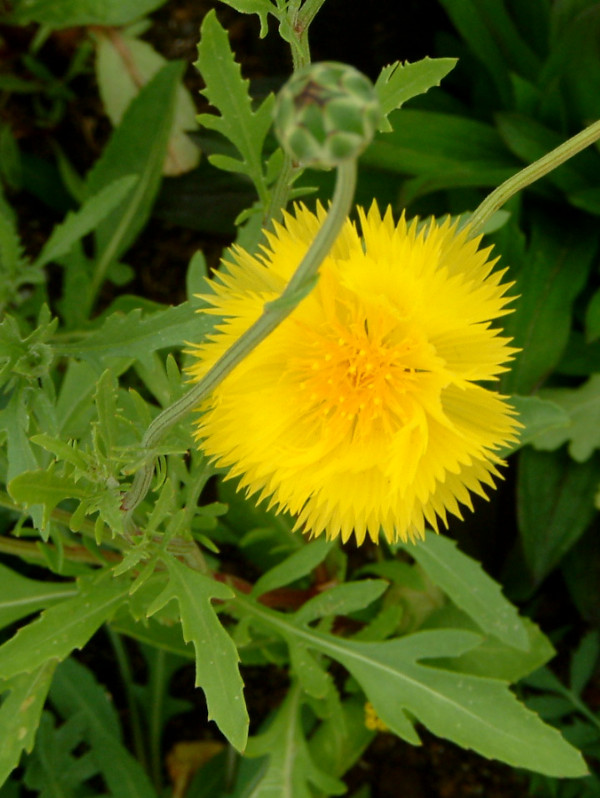 yellow-sultan