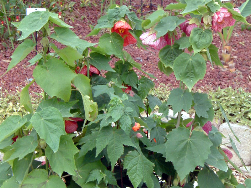�A�u�`����(Abutilon)