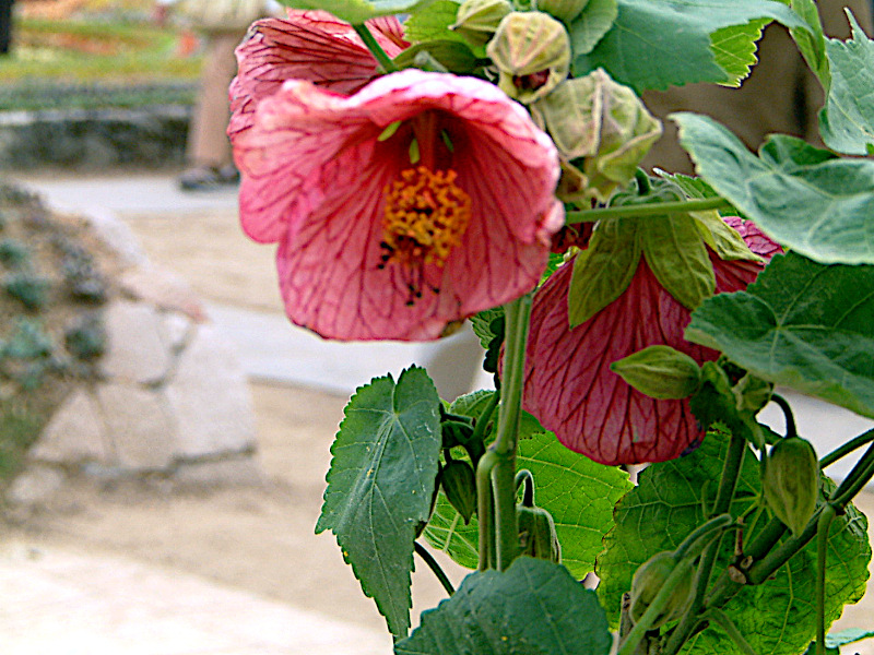 �A�u�`����(Abutilon)