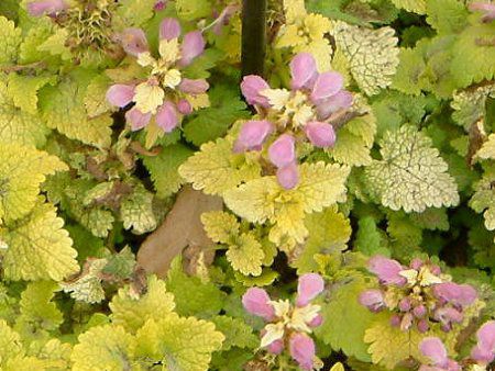 ���~�E���E�}�N���c��(Lamium maculatum)