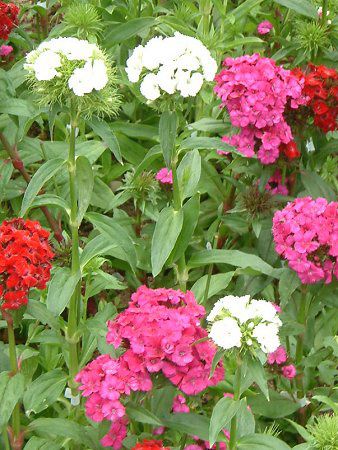 �_�C�A���T�X�E�o���o�c�X(Dianthus barbatus)