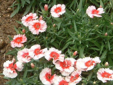 �_�C�A���T�X�E�X�m�[�t�@�C���[(Dianthus 'Snow fire')