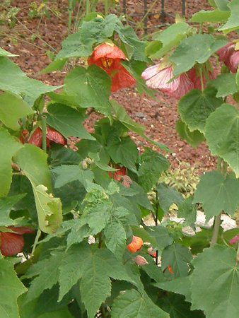 �A�u�`����(Abutilon)