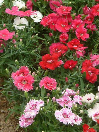 �f�B�A���c�X �`�l���V�X '�R���b�T������'