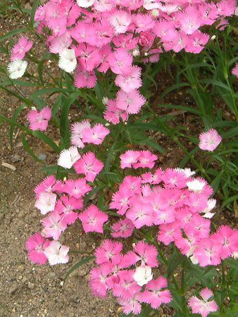 �f�B�A���c�X '����'