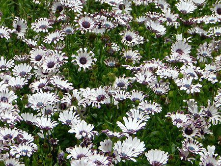 �I�X�e�I�X�y���}��(Osteospermum)