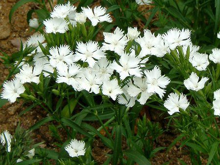 �f�B�A���c�X(Dianthus)  '�t�H�g���E�z���C�g'