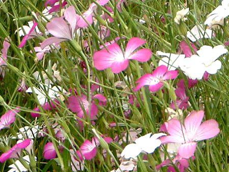 �A�O���X�e���}(Agrostemma githago)