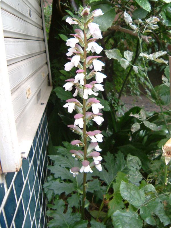 �A�J���T�X(Acanthus)