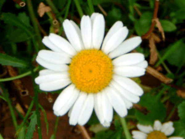 �t�����X�M�N�i�������e�j