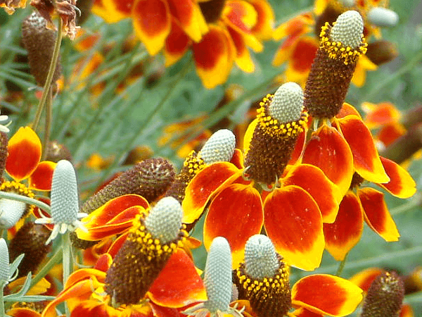 ���L�V�J���n�b�g(Mexican hat)