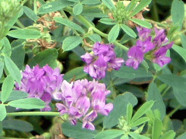 �A���t�@���t�@�iAlfalfa�j