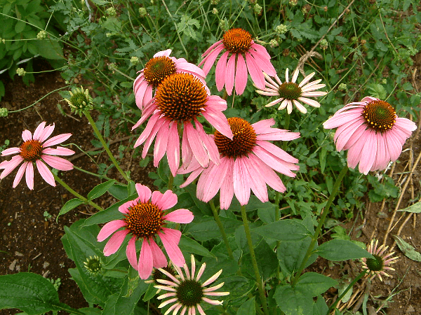 �G�L�i�Z�A�E�v���v���A (Echinacea purpurea)