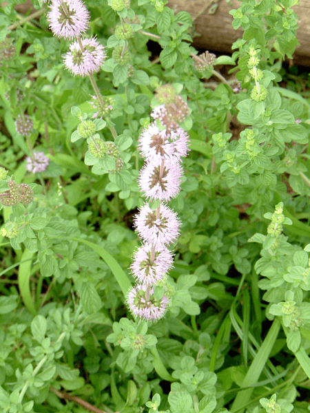 �؃j�[���[����(Pennyroyal�j